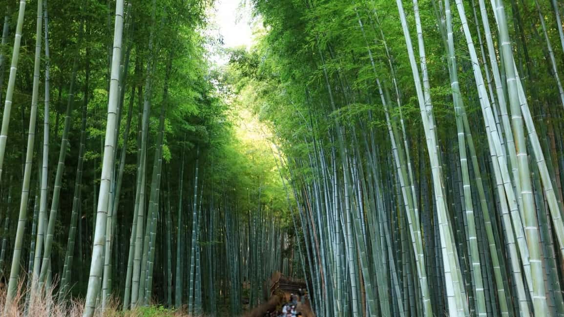obrázek č.2 aktivity Osaka/Kyoto: Fushimi Inari Taisha, Arashiyama, Nara autobusová prohlídka v destinaci Kjóto, nahraný poskytovatelem aktivity