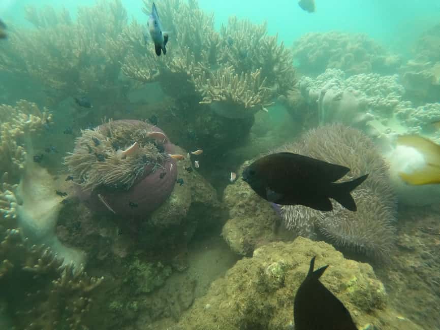 image n.10 of Cham Island: Underwater Walking & Snorkeling Tour activity in Hoi An, uploaded by supplier
