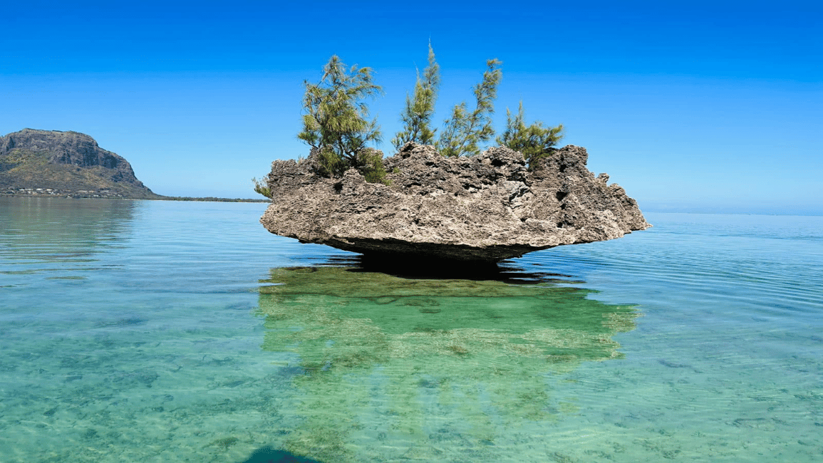 image n.7 of Whale & Dolphins Swimming - Private Speedboat Exclusive Tour activity in Mauritius, uploaded by supplier