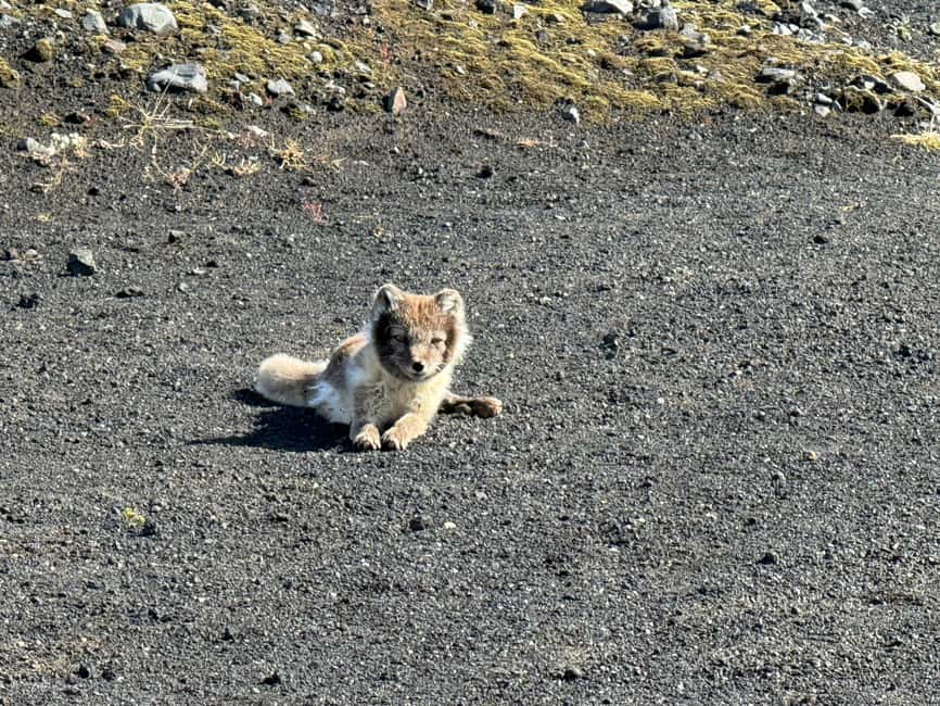 imagen n.º 8 de Desde Vik: Visita guiada en grupo reducido a la Cueva de Hielo de Katla actividad en Suðurland, subida por el proveedor