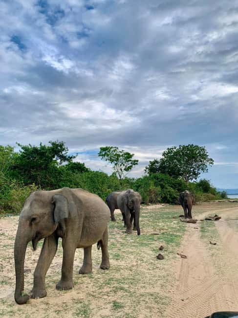 image n.2 of From Mirissa/Galle/Hikkaduwa: Udawalawa National Park Safari activity in Eastern Province, Sri Lanka, uploaded by supplier