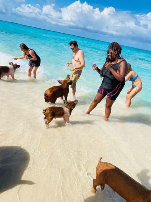 image n.42 of Nassau: 3 Islands Tour, Snorkel, Pig Beach, Turtles & Lunch activity in Berry Islands, uploaded by supplier