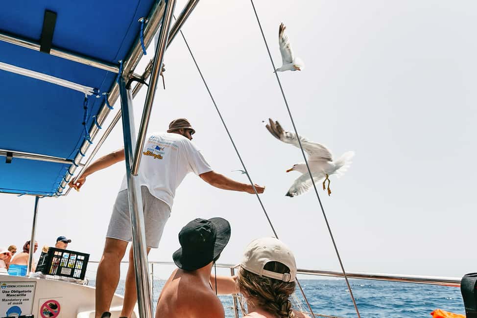 billede nr.17 af aktiviteten Costa Adeje: Hvalsafari med katamaran og drikkevarer i Costa Adeje, uploadet af udbyder