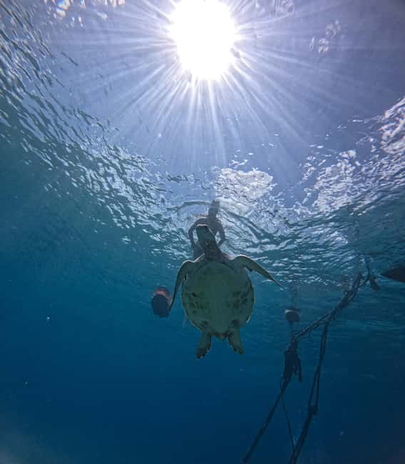 afbeelding n.26 van Curaçao: Playa Piskado Seabob Avontuur (Zeeschildpadden) activiteit in Curaçao, geüpload door aanbieder