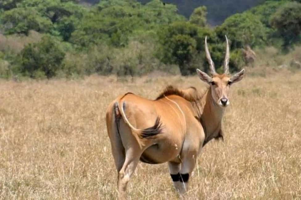 image n.32 of From Nairobi:Full Day Tour to Hell’s Gate National Park activity in Nakuru, uploaded by supplier