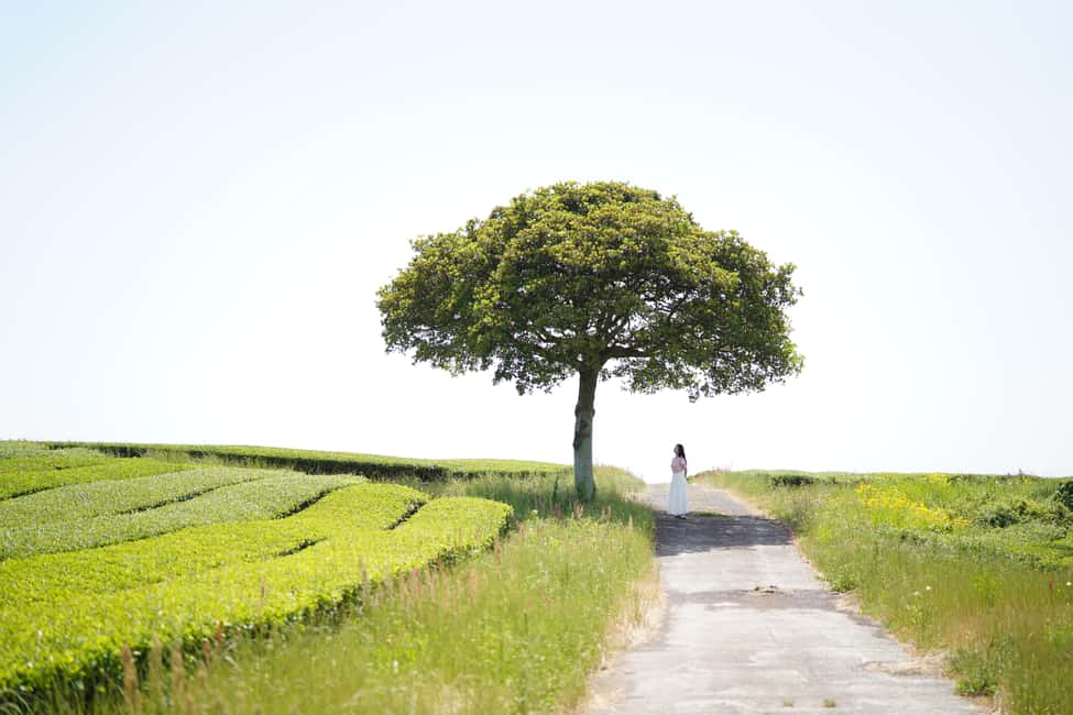 image n.25 of Jeju island : West & South Full-Day Tour activity in Seogwipo-si, uploaded by supplier