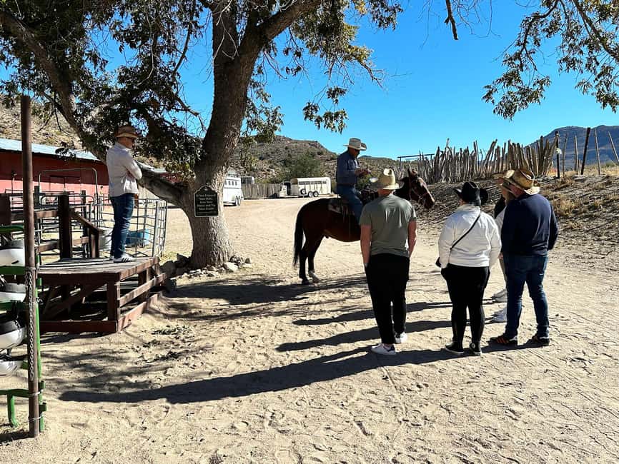 image n.24 of Horseback Ride thru Joshua Tree Forest with Buffalo & Lunch activity in Arizona, uploaded by supplier