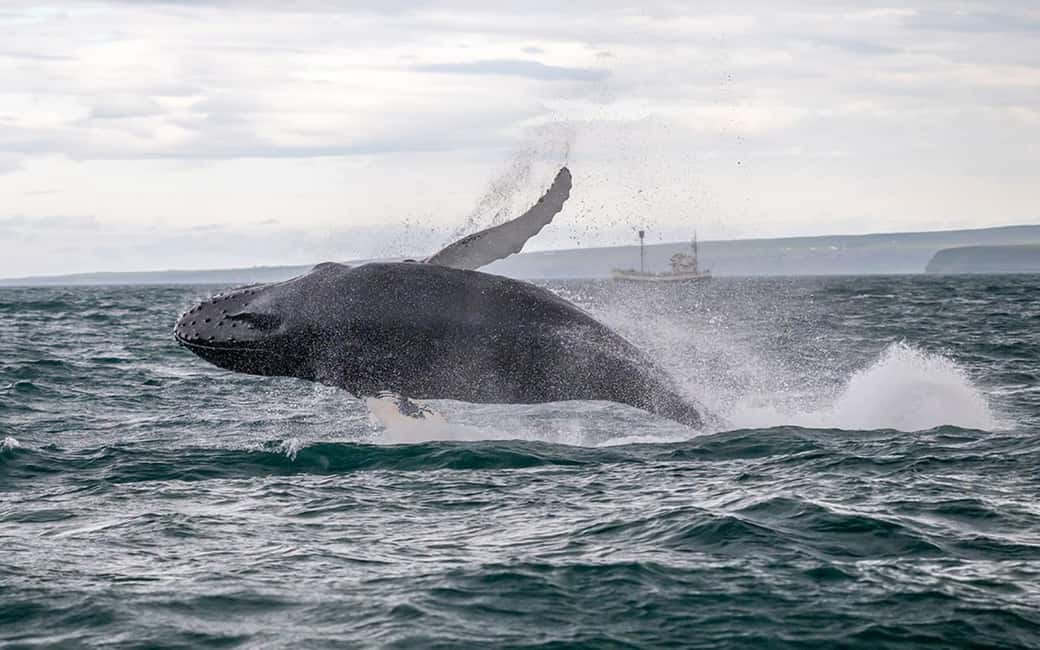 imagen n.º 2 de Húsavík: Excursión familiar y guiada de avistamiento de ballenas actividad en Norðurland Eystra, subida por el proveedor