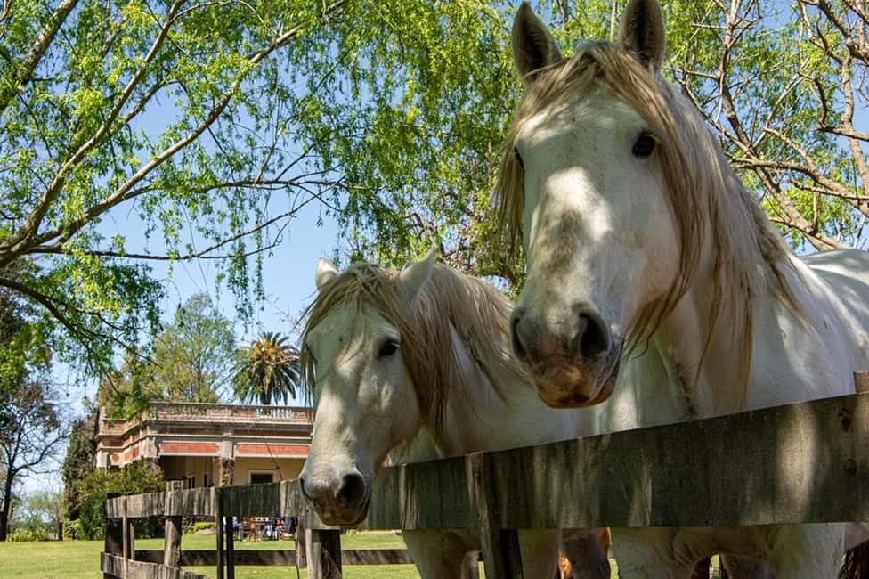 imagen n.º 10 de Desde Buenos Aires: Tour de un día por el Gaucho y la Estancia actividad en San Antonio de Areco, subida por el proveedor
