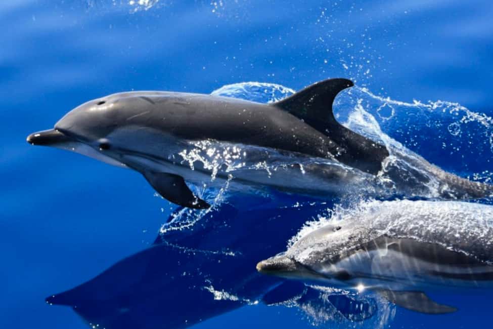 imagen n.º 5 de Lanzarote: Excursión de medio día a la Isla de Lobos para avistar delfines actividad en Playa Blanca, Lanzarote, subida por el proveedor