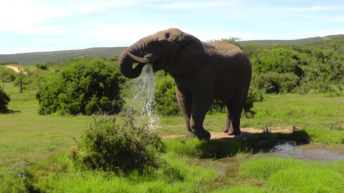 image n.7 of Port Elizabeth:2-Day Schotia Safaris & Addo Wildlife Reserve activity in Eastern Cape, uploaded by supplier