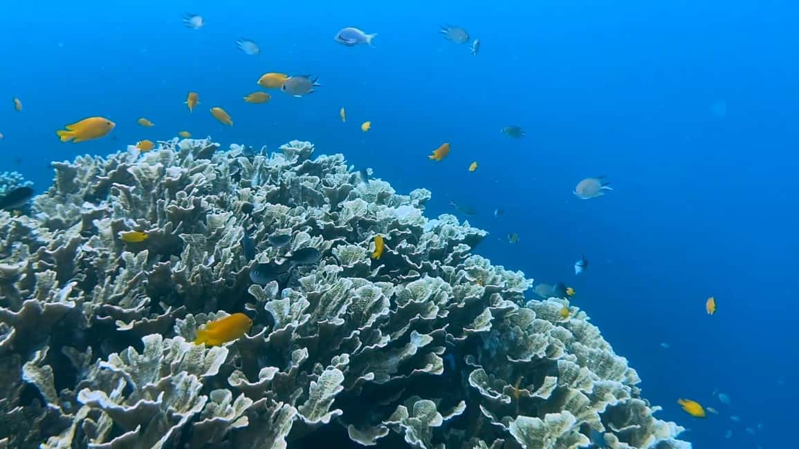 imagem n.10 de Cebu: Nadar com tubarões-baleia, Cascatas de Kawasan e Corrida das Sardinhas de Moalboal atividade em Badian, carregada pelo fornecedor