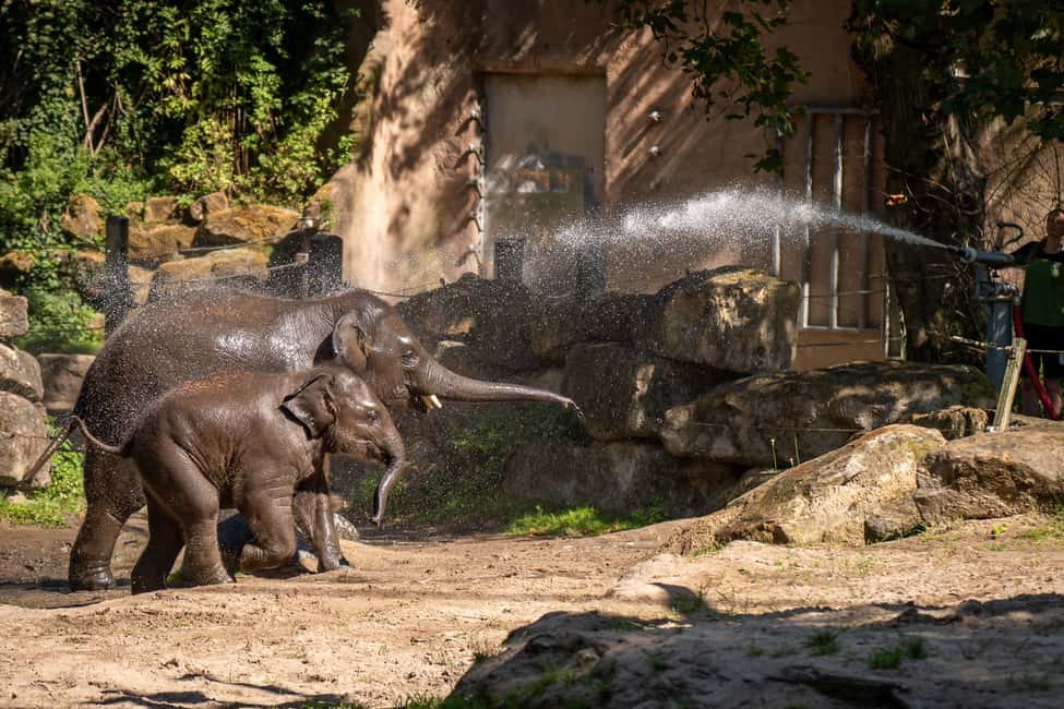 billede nr.10 af aktiviteten Rotterdam: Rotterdam Zoo Blijdorp entrébillet i Rotterdam, uploadet af udbyder