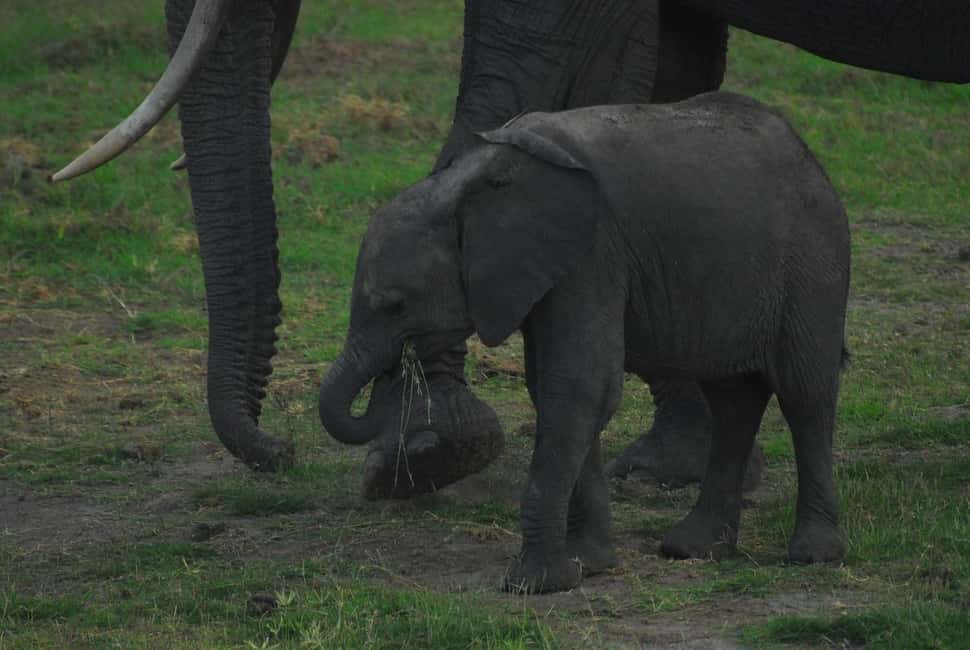 Image N°20 de Depuis Nairobi : Excursion d'une journée au parc national d'Amboseli activité à Province centrale du Kenya, publiée par le prestataire