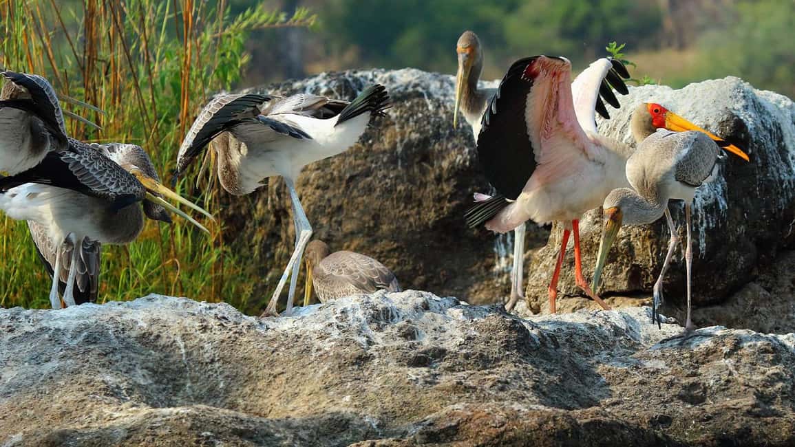 image n.13 of From Kasane: Chobe River Sunset Cruise activity in North-West District, uploaded by supplier