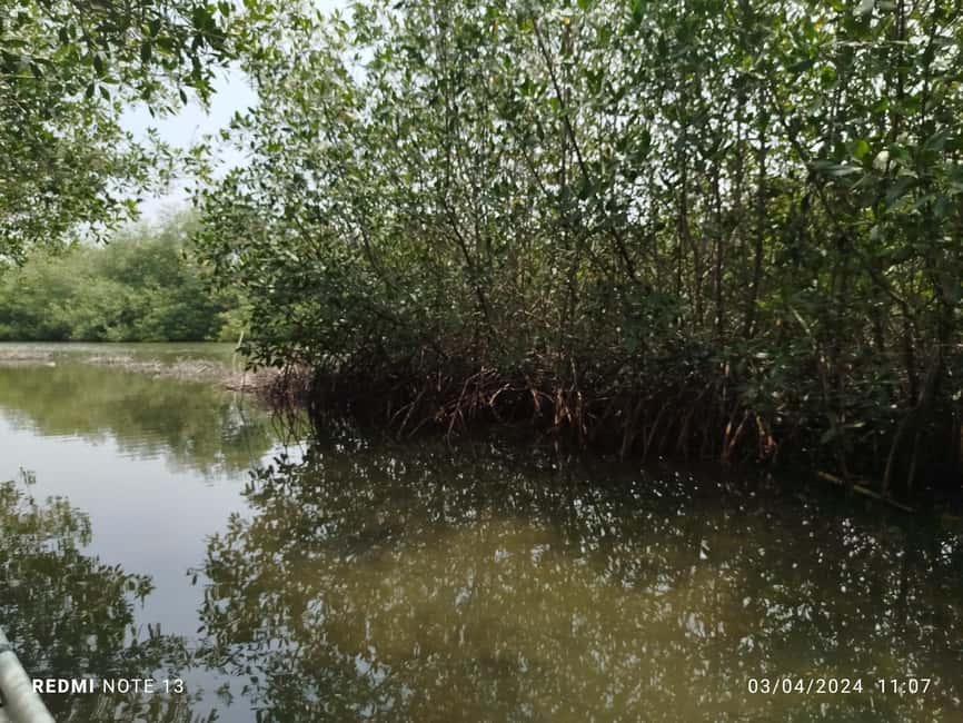 image n.2 of Cartagena: Private Sail in the mangrove GUIDE in ENGLISH activity in Cartagena, uploaded by supplier