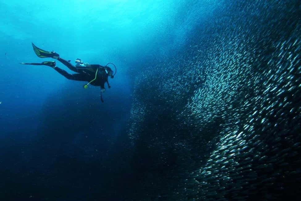 imagem n.9 de Cebu: Tubarões-baleia de Oslob, Cataratas de Tumalog e mergulho com sardinha atividade em Oslob, carregada pelo fornecedor
