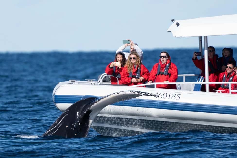 image n.3 of Byron Bay: Whale Watching Cruise with a Marine Biologist activity in New South Wales, uploaded by supplier