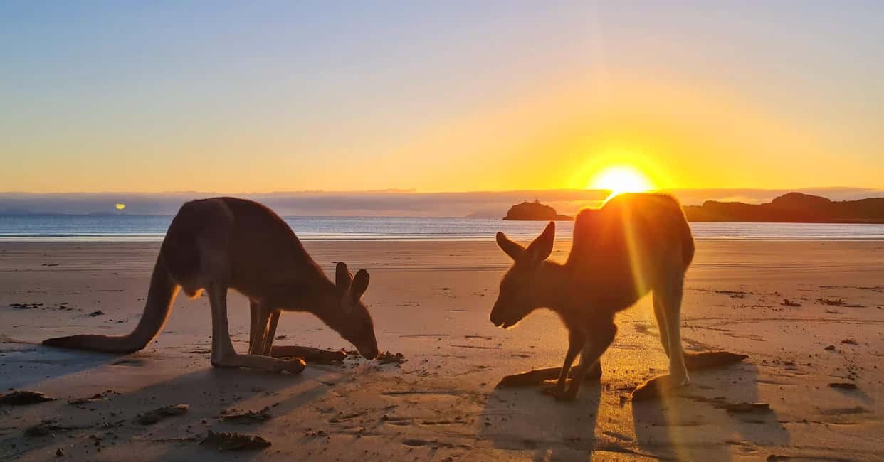 image n.9 of Sunrise with the Kangaroos & Wallabies - Airlie Beach activity in Mackay, uploaded by supplier