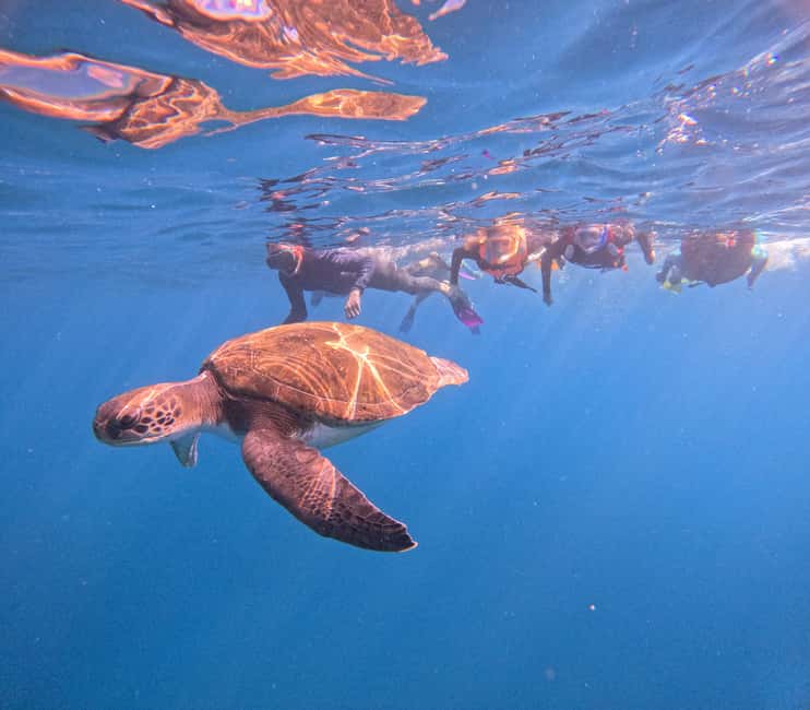 Obraz nr 2 z atrakcji Teneryfa: wycieczka snorkelingowa w siedlisku żółwi w Adeje, przesłany przez organizatora
