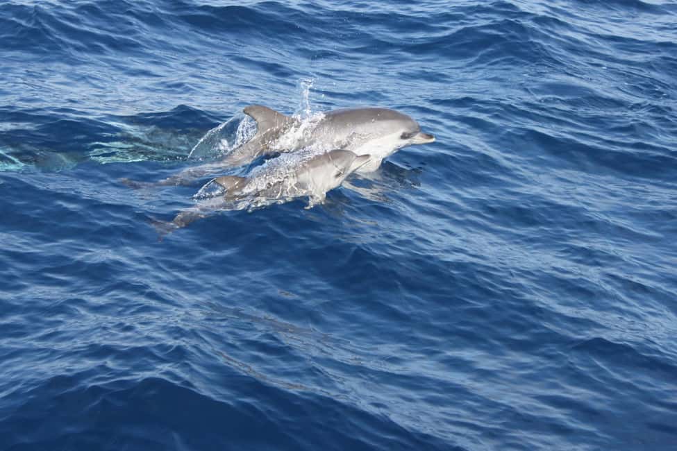image n.6 of Lanzarote: 2.5-Hour Sunset and Dolphins Cruise activity in Puerto del Carmen, uploaded by supplier