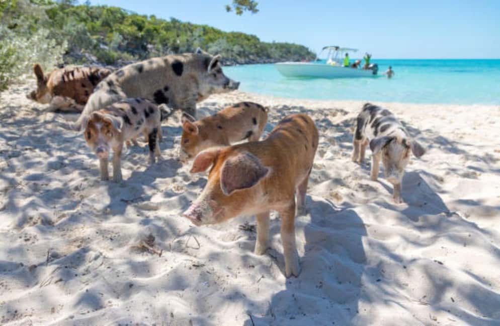 image n.9 of Nassau: 3 Islands Tour, Snorkel, Pig Beach, Turtles & Lunch activity in Berry Islands, uploaded by supplier