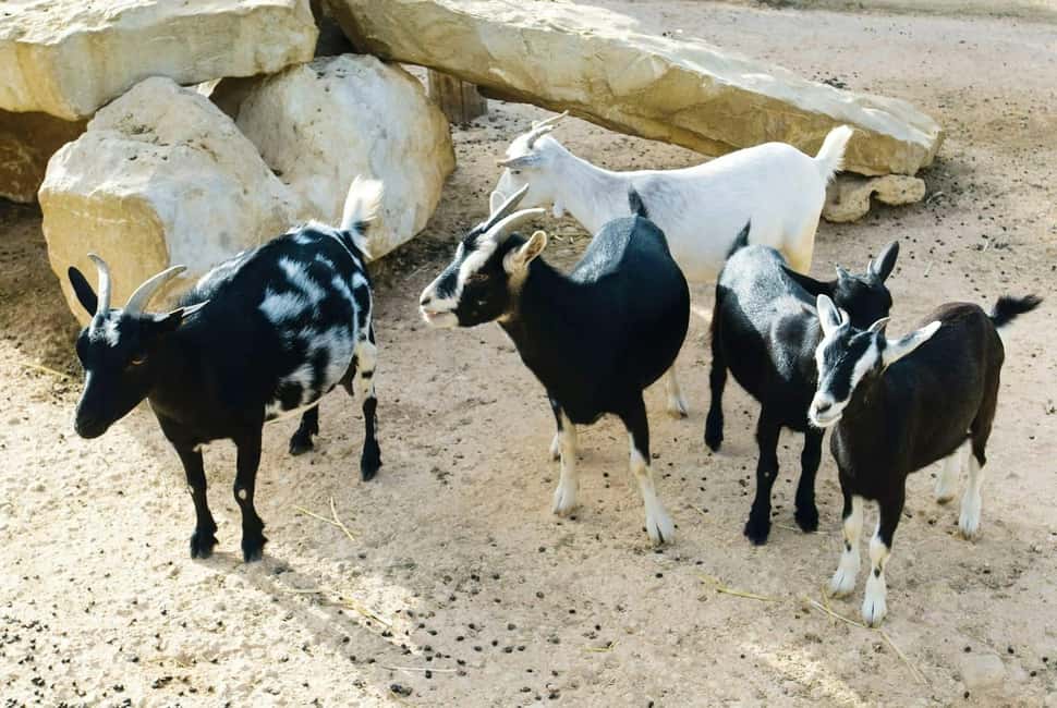 imagem n.6 de Tour de 4x4 com naufrágio e almoço local em Boa Vista atividade em Santa Maria, Cabo Verde, carregada pelo fornecedor