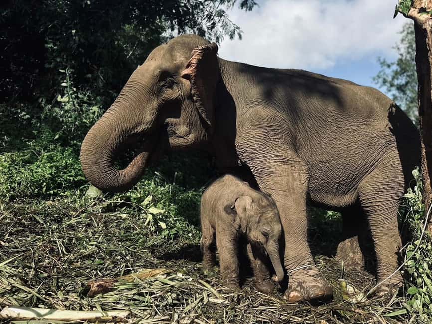 image n.2 of Chiang Mai: Elephant Sanctuary, Waterfall & Bamboo Rafting activity in Chiang Mai, uploaded by supplier
