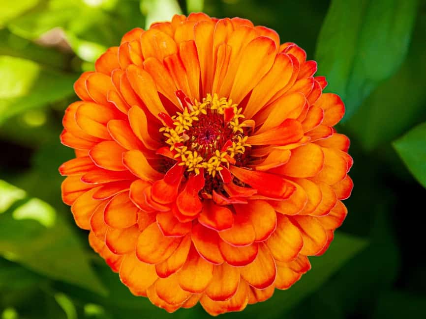 imagem n.16 de De Vancouver: Excursão de 1 dia a Victoria e Butchart Gardens atividade em Colúmbia Britânica, carregada pelo fornecedor