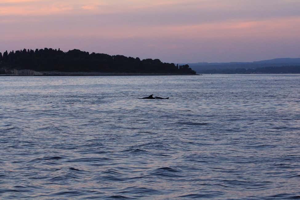 Immagine nº 28 di Pola: Crociera con delfini al tramonto di Brioni con cena e bevande attività a Pola, caricata dal fornitore