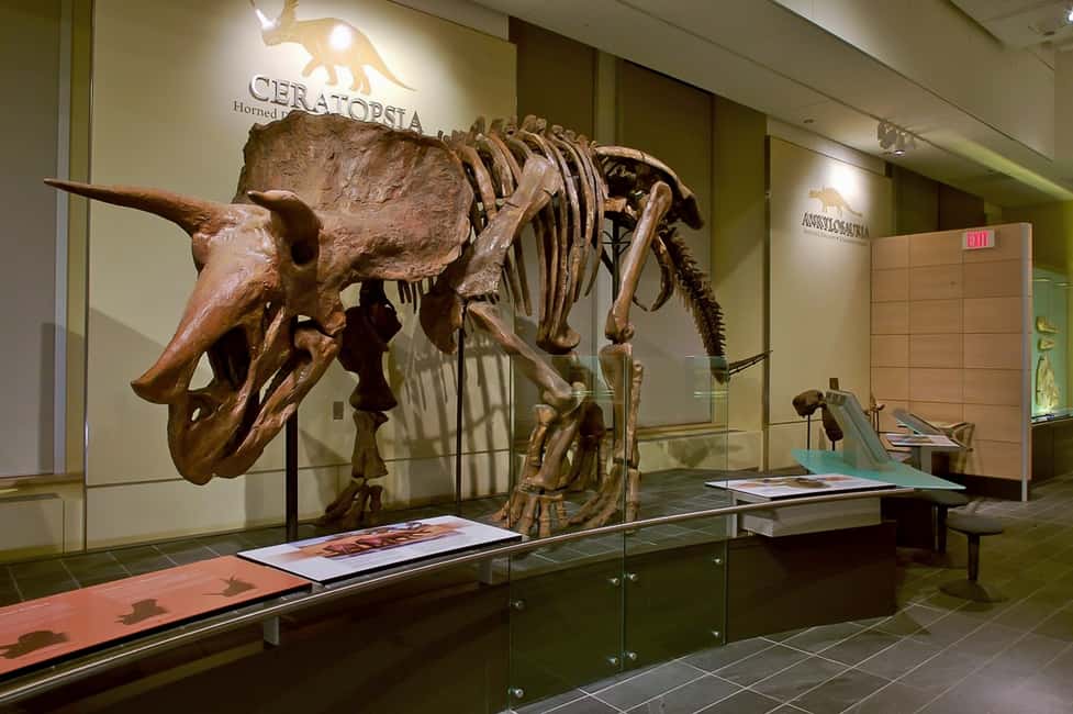 imagem n.7 de Otava: Ingresso no Museu Canadiano da Natureza atividade em Ottawa, carregada pelo fornecedor