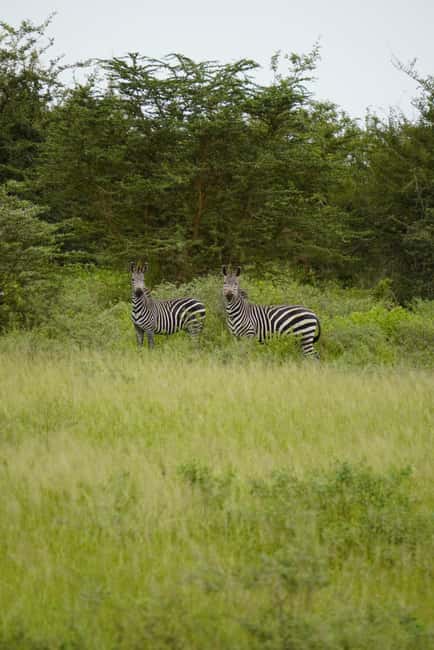 image n.56 of From Zanzibar: Day Selous Game Reserve Safari with Flights activity in Morogoro Region, uploaded by supplier