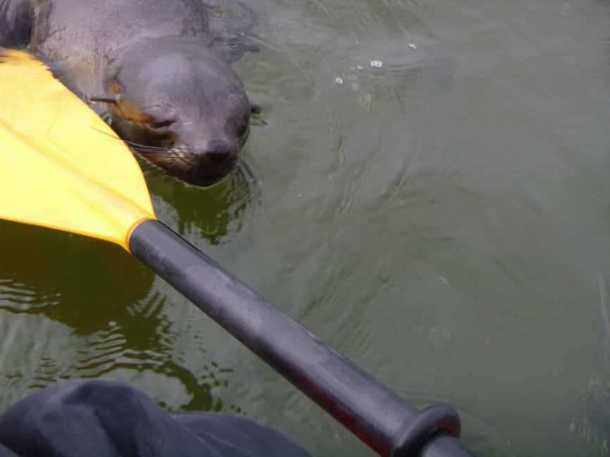 image n.10 of Walvis Bay: Pelican Point Kayaking Tour activity in Walvis Bay, uploaded by supplier