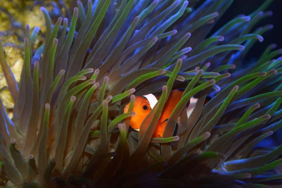 Bild Nr. 24 von Das Florida Aquarium Ticket Aktivität in Tampa, hochgeladen vom Anbieter