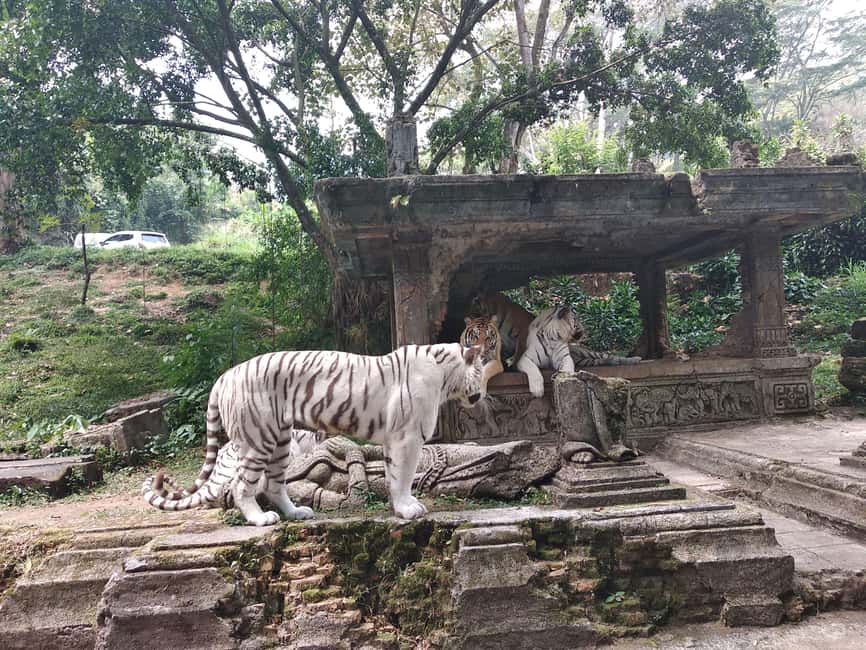 image n.12 of Jakarta : Taman Safari, Panda Palace, and Waterfall activity in Bogor, uploaded by supplier