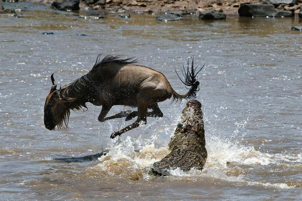 image n.1 of From Nairobi :3 days 2 nights Masai Mara Group 4WD Safari activity in Central Kenya, uploaded by supplier