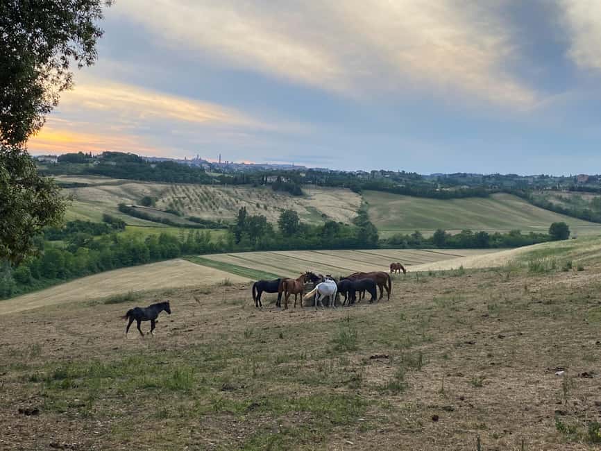 imagen n.º 6 de Siena: Paseos a caballo con Siena al fondo actividad en Siena, subida por el proveedor