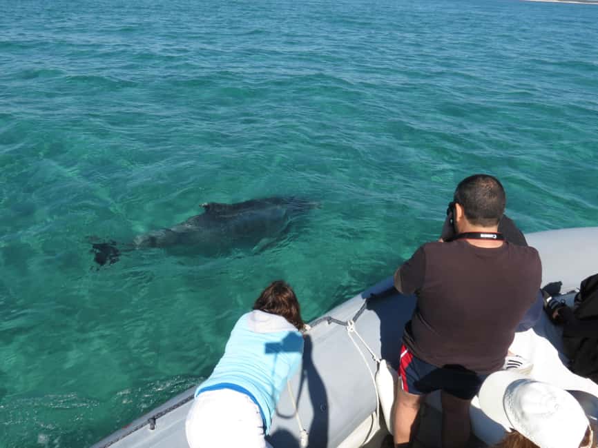 image n.4 of Setúbal: Dolphin Watching Boat Tour activity in Lisbon District, uploaded by supplier