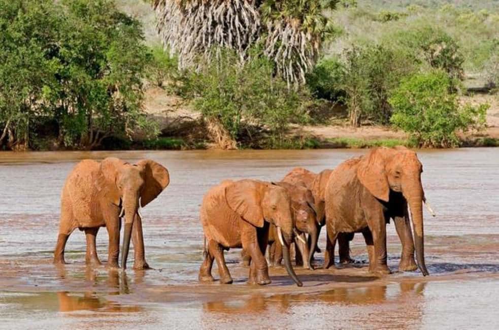 image n.25 of 2-Days Wildlife Safari to Tsavo East & Tsavo West Park activity in Coast Province, uploaded by supplier