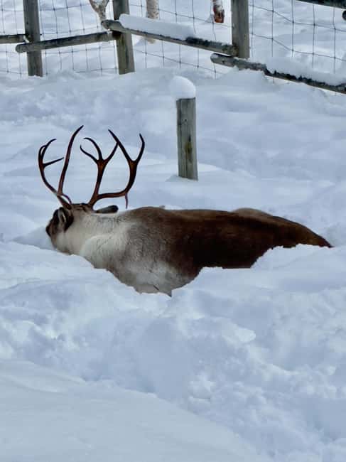 image n.28 of Narvik/Harstad:Day tour of Fjords with stop at Reindeer farm activity in Narvik, uploaded by supplier
