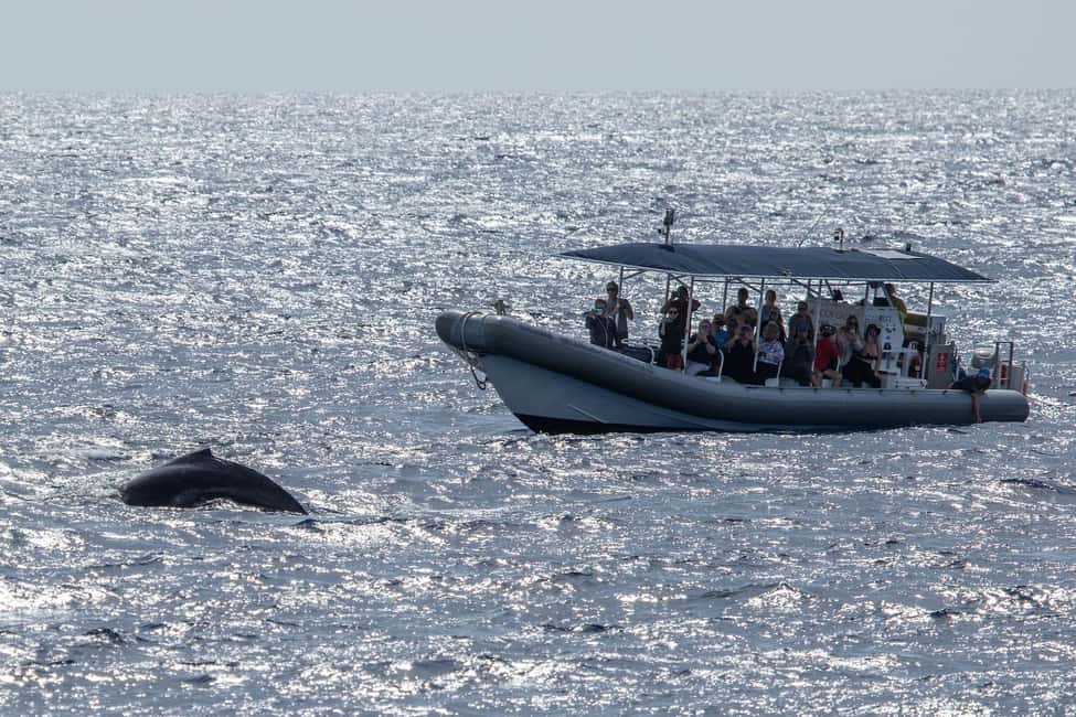 image n.4 of Big Island: Kona Super Raft Whale Watch activity in Kailua-Kona, uploaded by supplier