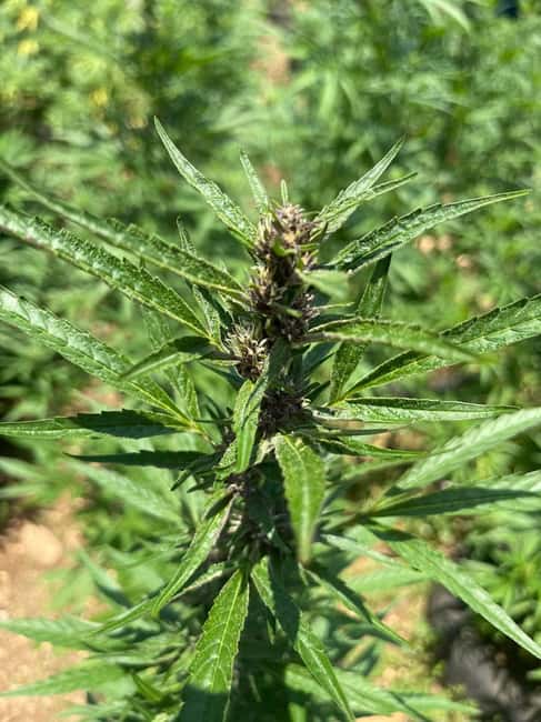 imagem n.9 de Montego Bay: Tour particular com transporte pela fazenda de maconha atividade em Montego Bay, carregada pelo fornecedor