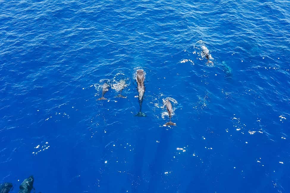 image n.5 of Costa Adeje: Masca and Los Gigantes Whale Watching Cruise activity in Costa Adeje, uploaded by supplier
