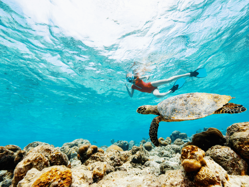 billede nr.5 af aktiviteten Koh Pha Ngan: Koh Tao og Nangyuan Snorkeltur med frokost i Thailandbugten, uploadet af udbyder
