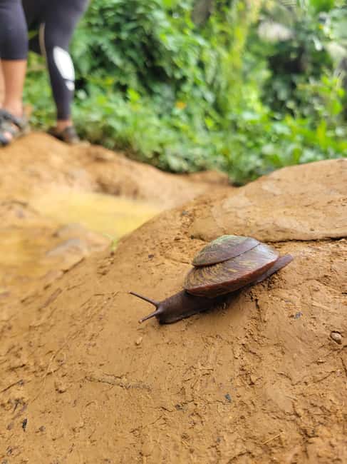 Obraz nr 22 z atrakcji Z San Juan: Wycieczka do lasu deszczowego El Yunque i kiosków Luquillo w Río Grande, Portoryko, przesłany przez organizatora