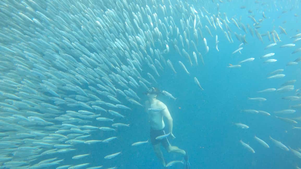 image n.21 of Cebu: Moalboal Sardines Run Snorkel & Kawasan Canyoneering activity in Badian, uploaded by supplier