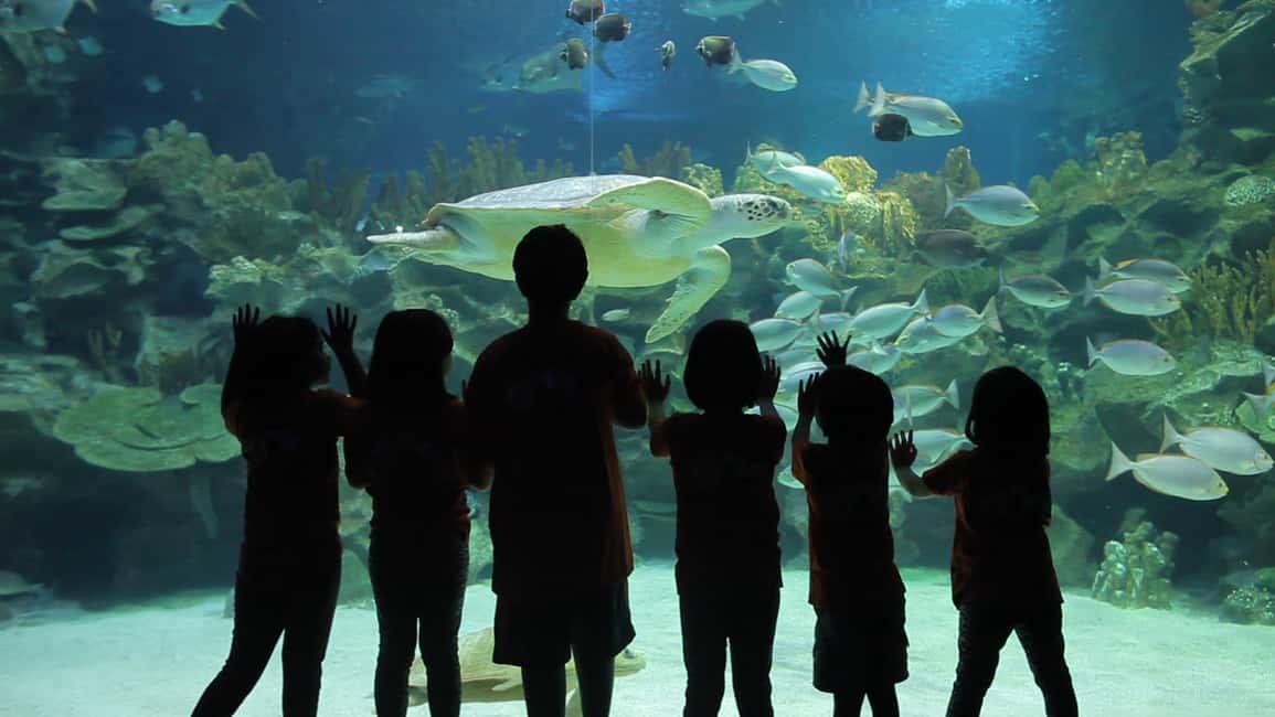 Image N°6 de Kuala Lumpur : billet d'entrée à Aquaria KLCC activité à Kuala Lumpur, publiée par le prestataire