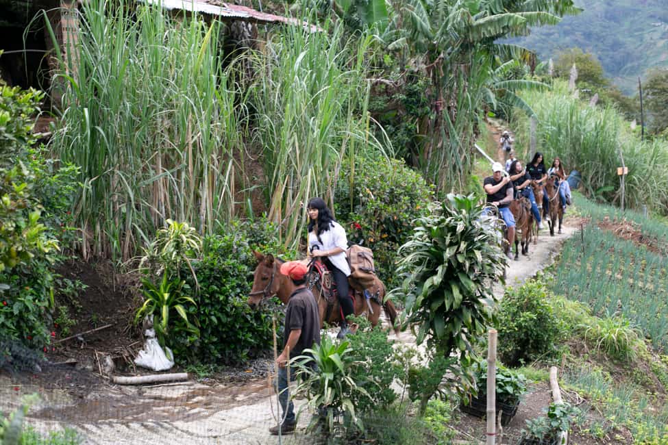 imagem n.71 de Medellín: Tour do café, chegada a cavalo e cana-de-açúcar atividade em Medellín, carregada pelo fornecedor