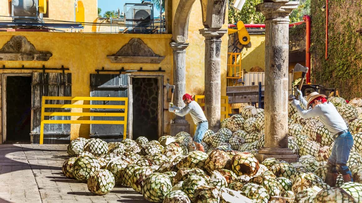 image n.7 of From Guadalajara: Town of Tequila & Jose Cuervo Factory Tour activity in Tequila, uploaded by supplier
