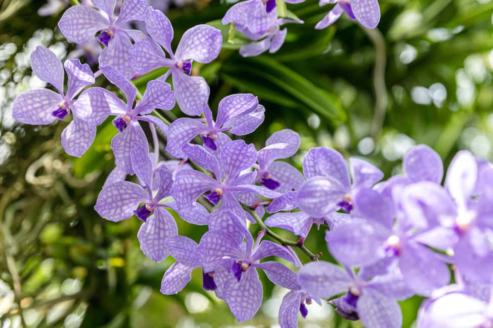 image n.24 of NYC: New York Botanical Garden Pass activity in New York City, uploaded by supplier